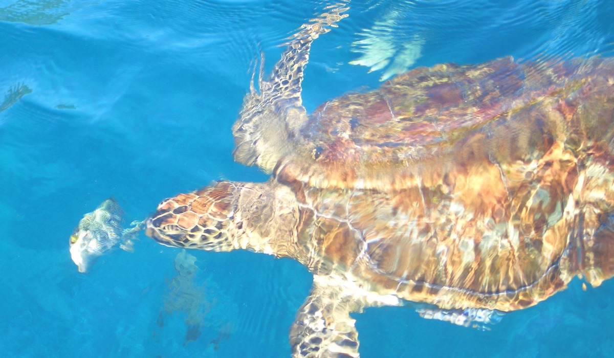 Snorkeling and Diving